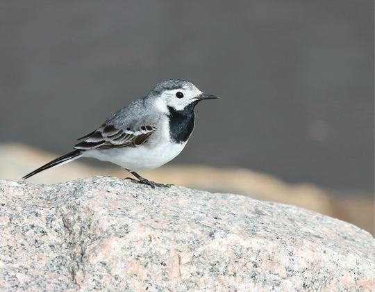 On adore : Wagtail